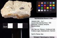 Foto (Objket + Etiketten) von Goniodromites bidentatus (Reuss, 1858) 